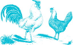 teal silhouette hen rooster