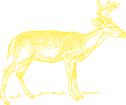 deer standing in grass
