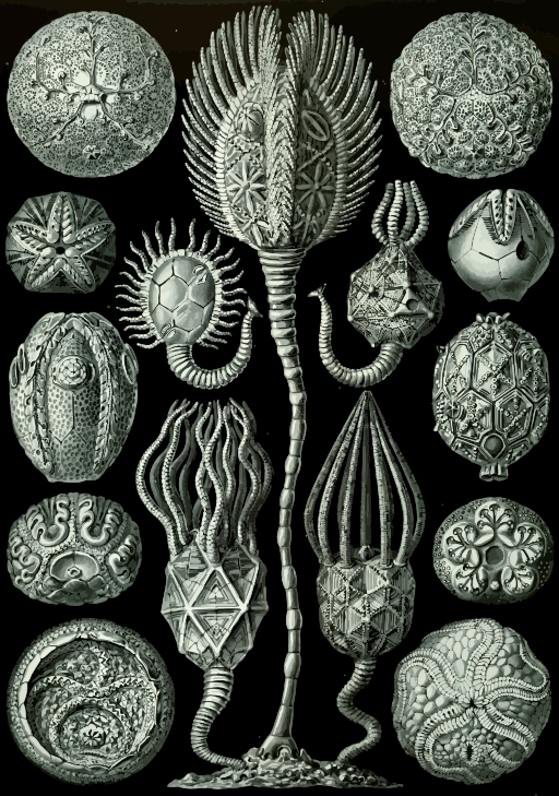 장식 cactus 실버 cactus
