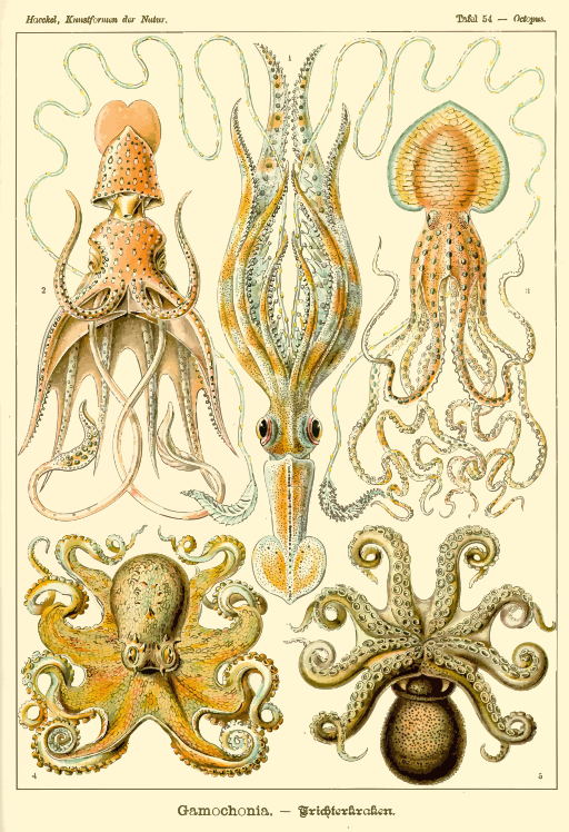 포도 수확 octopus 황색 octopus