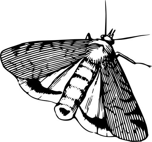 A Black and White Drawing of a Moth on a White Background