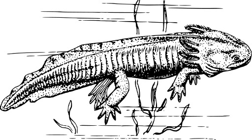 물의 몸에 있는 Alligator 수영