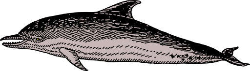 Black and white a dolphin with its mouth open