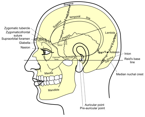 Anatomy 의 그만큼 skull
