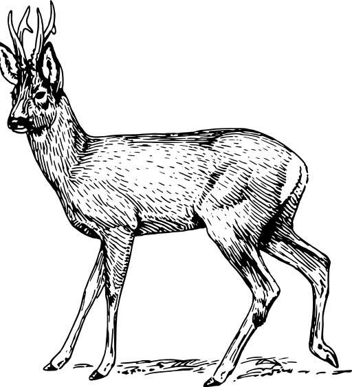 black and white drawing of a deer