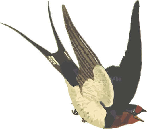 Bird Flying In The Air With Its Wings Spread 2