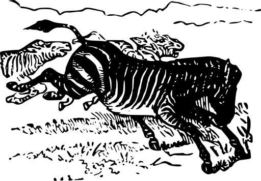 Black And White A Zebra Running In The Grass