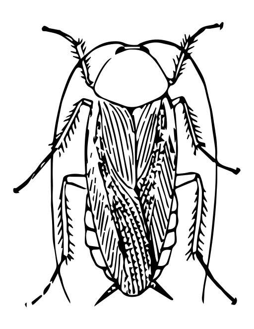 Black And White A Beetle 4