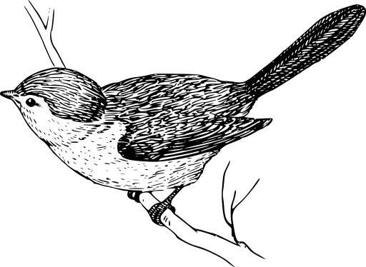 black and white bird sitting on branch