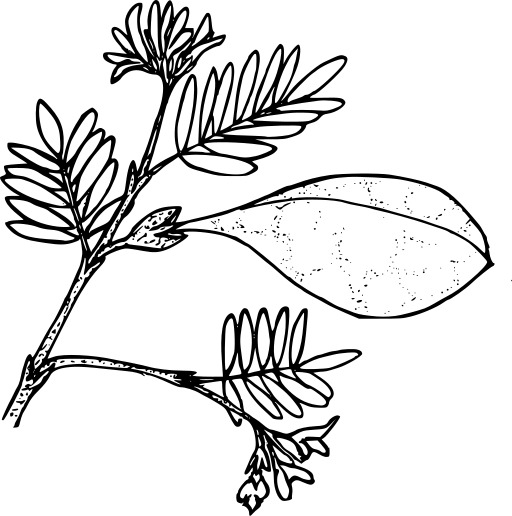 Black And White A Branch With 자주 묻는 질문