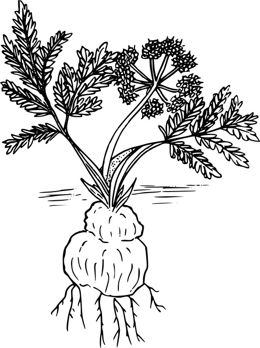 블랙 And White A Carrot