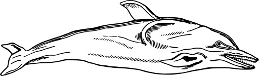 블랙 And White A Dolphin