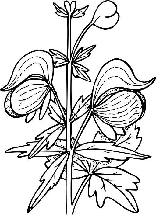 Black And White A Flower 22