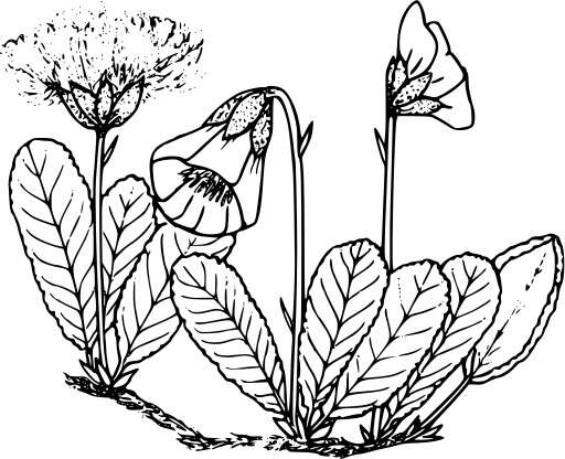 Black And White A Flower 51