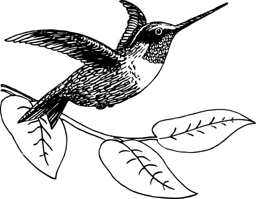 블랙 And White A Humming Bird Sitting On A Branch