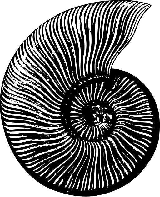 블랙 And White A Nautina Shell