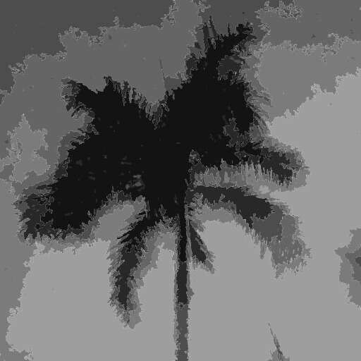 Black And White A Palm Tree 3