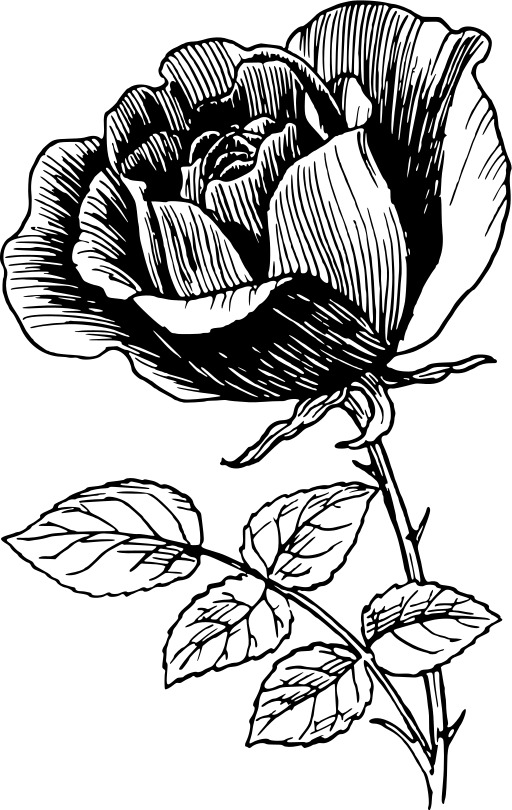 블랙 And White A Rose 4
