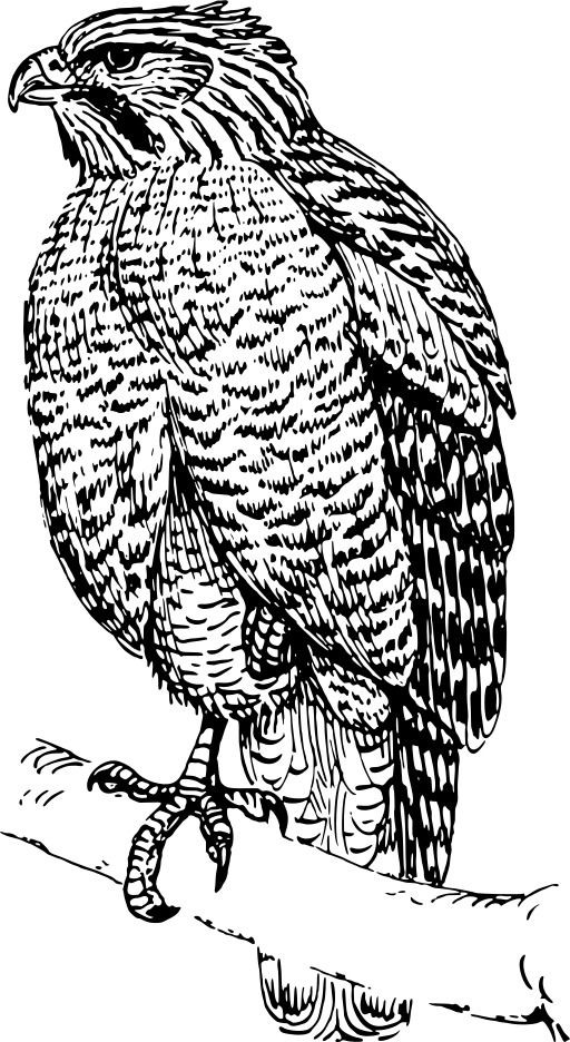 블랙 And White An Eagle Sitting On A Branch