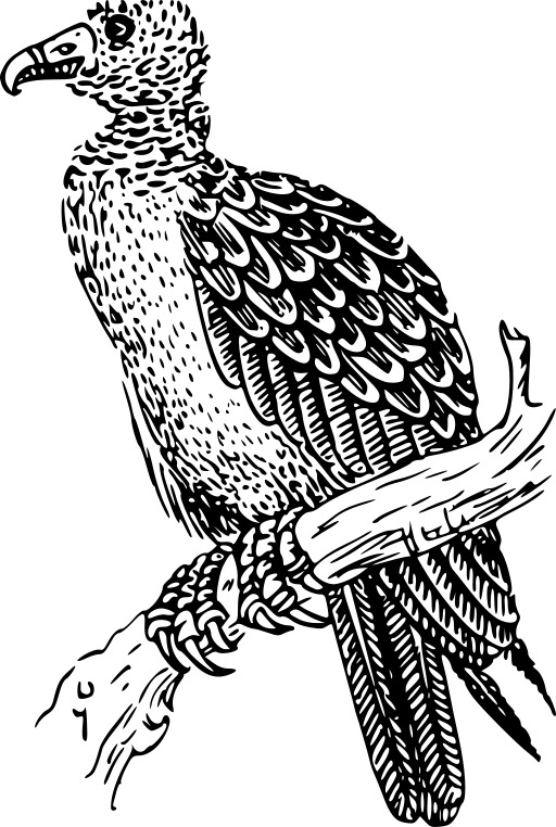 블랙 And White Bird Sitting On A Branch 14