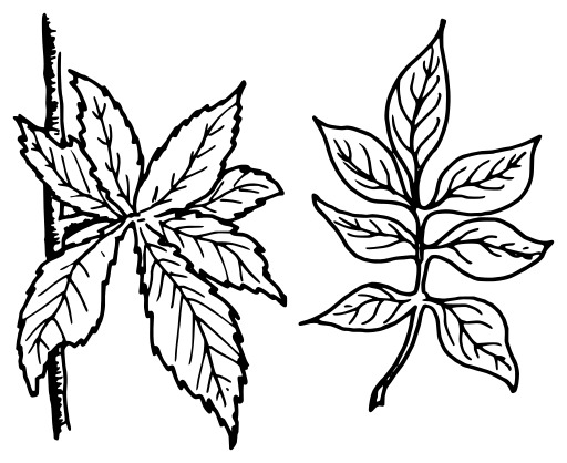 Black And White Two 자주 묻는 질문