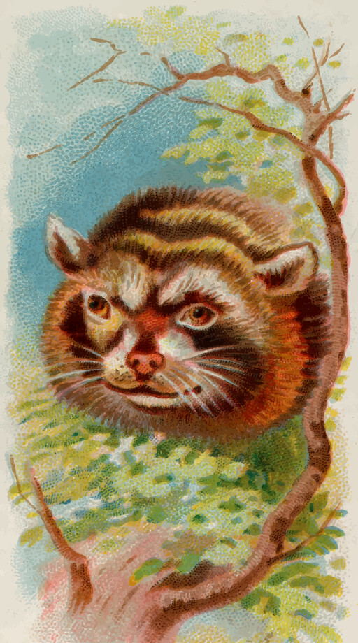 만화-폴란드어-lesser-panda