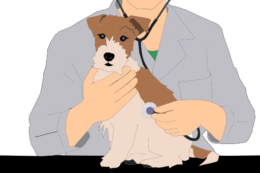 개 Being Examined By A Vet