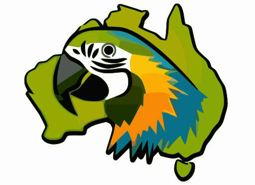 colorful parrot sitting on top of a leaf