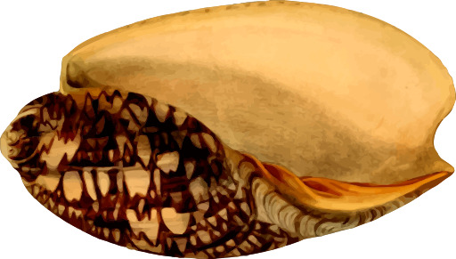 쉘 With A Shell Inside It