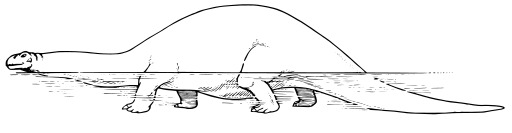 블랙 And White A Turtle 2