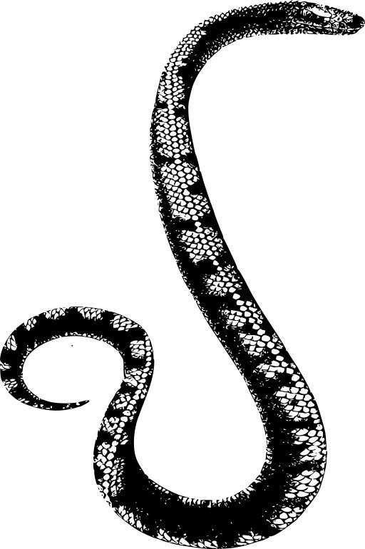 Black And White Snake On A White Background