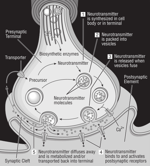 다이어그램 Showing The Structure And Functions Of The Nervous System