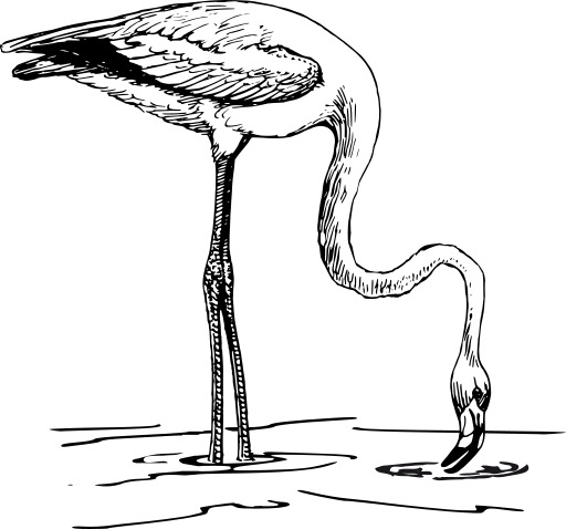 물에 있는 Flamingo 서 있는