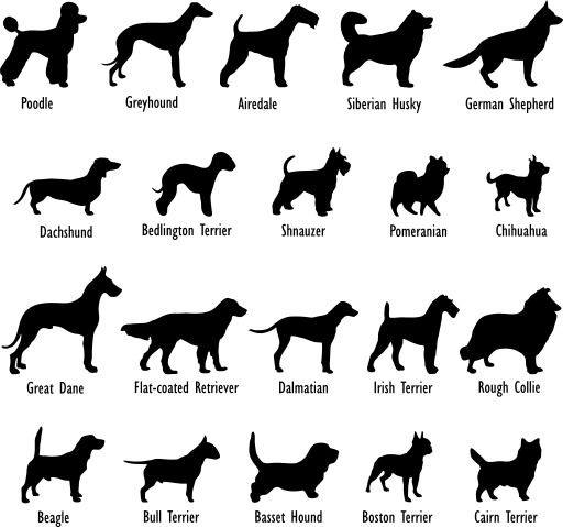 German Shorthair Dog 실루엣