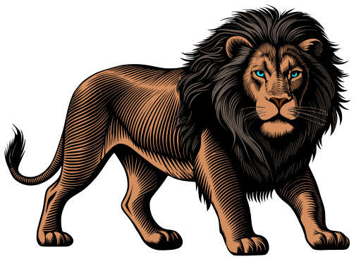 Lion With Blue Eyes On A White Background