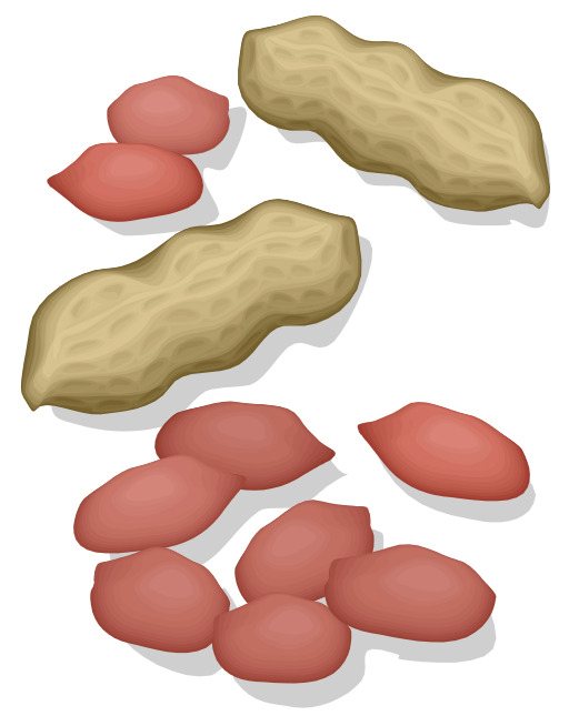 흰 배경에 땅콩의 다양성