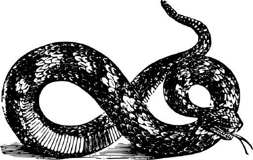Black And White A Snake