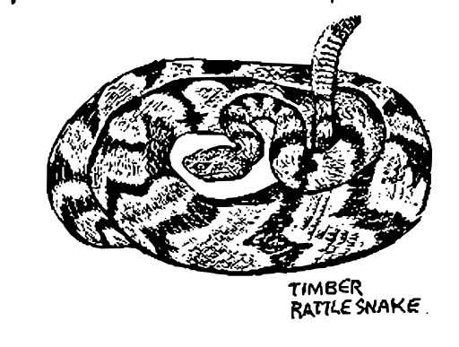 흰색 배경의 흑백 snake