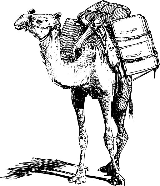 캐논 With A Backpack On Its Back