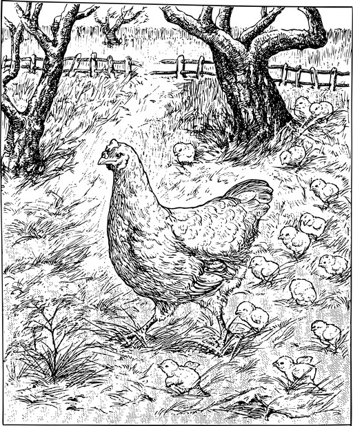 A 필드에 닭의 검은 색과 흰색 그림