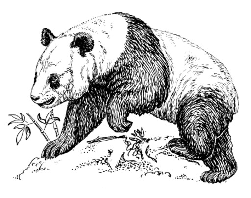 A Panda Eating Bamboo의 검정과 백색 그림
