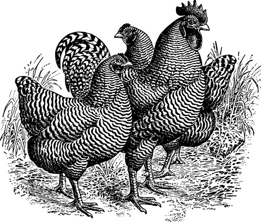 검정 과 화이트 일러스트 의 세 Chickens Standing 에 The Grass