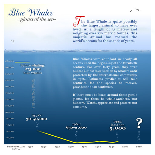 A Blue Whale 이다 Shown 에 이 차트