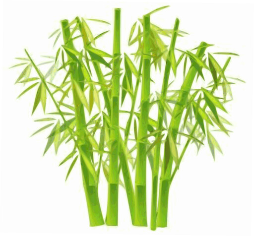 흰색 배경에 녹색 대나무 잎의 Bunch
