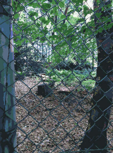 A Chain Link Fence In The Woods(2)