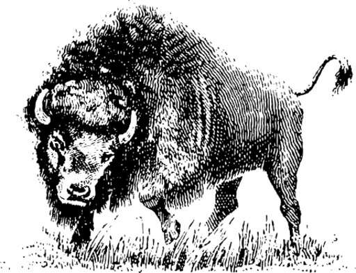 a detailed description of a bison vintage line drawing or engraving illustration