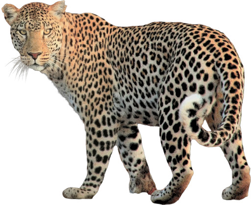 A Leopard 에 완전한 성장 와 A 화이트 배경