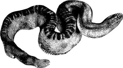A Black And White Drawing Of An Elephant