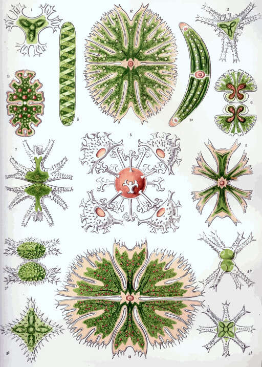A Variety Of Aquatic Plants And Algaes