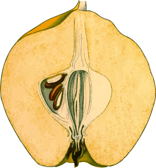 Apple Cut 에 Half 에 표시 The 내부 의 The Fruit